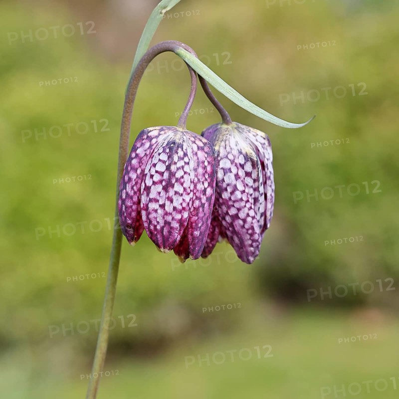 Snake's Head Fritillary (Fritillaria meleagris), single flower in a meadow, close-up, inflorescence, early bloomer, spring, Wilnsdorf, North Rhine-Westphalia, Germany