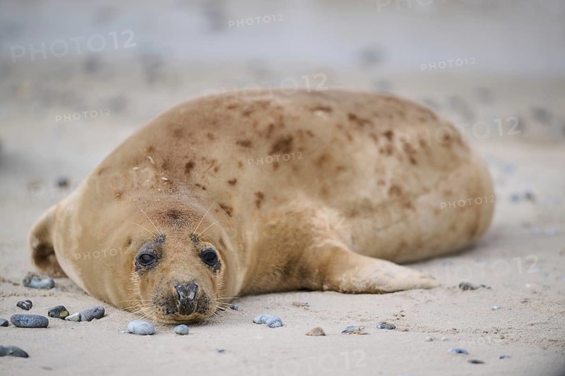 Grey seal (Halichoerus grypus) lying on the beach, Düne, Helgoland, Schleswig-Holstein, Germany