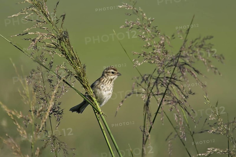 Pallas's Reed Bunting (Emberiza pallasi) juvenile, Dornod, Mongolia