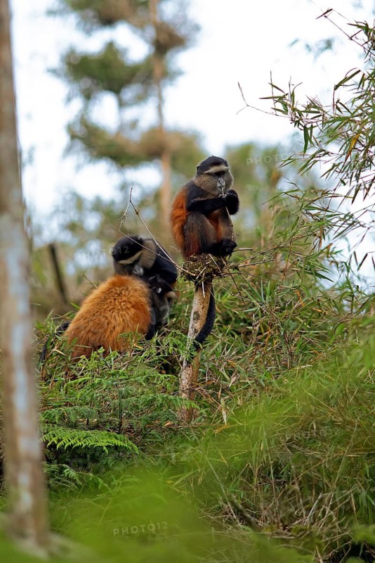 Golden monkeys (Cercopithecus mitis kandti) in the bamboo forest, Virunga Volcanic Mountains, Parc National des Volcans, Volcanoes National Park, Rwanda