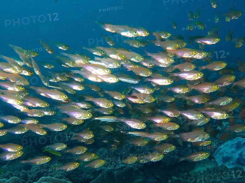 Pigmy sweeper (Parapriacanthus ransonneti)