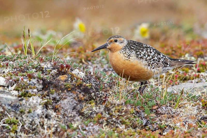 Red Knot (Calidris canutus) perched on the tundra in Nome, Alaska