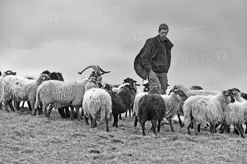 Young shepherd checks his sheep in bad weather, Kalkberg, black and white, Nesow, Mecklenburg-Western Pomerania, Germany