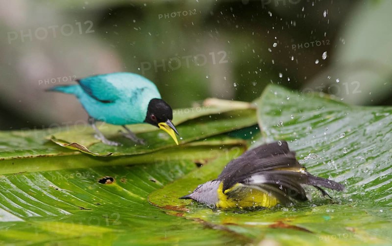 Green Honeycreeper & Bananaquit (Chlorophanes spiza & Coereba flaveola) bathing, Trinidad