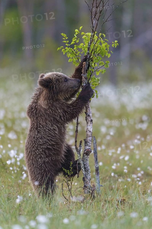 Eurasian Brown Bear (Ursus arctos) cub climbing on young tree in white cottongrass, Finland