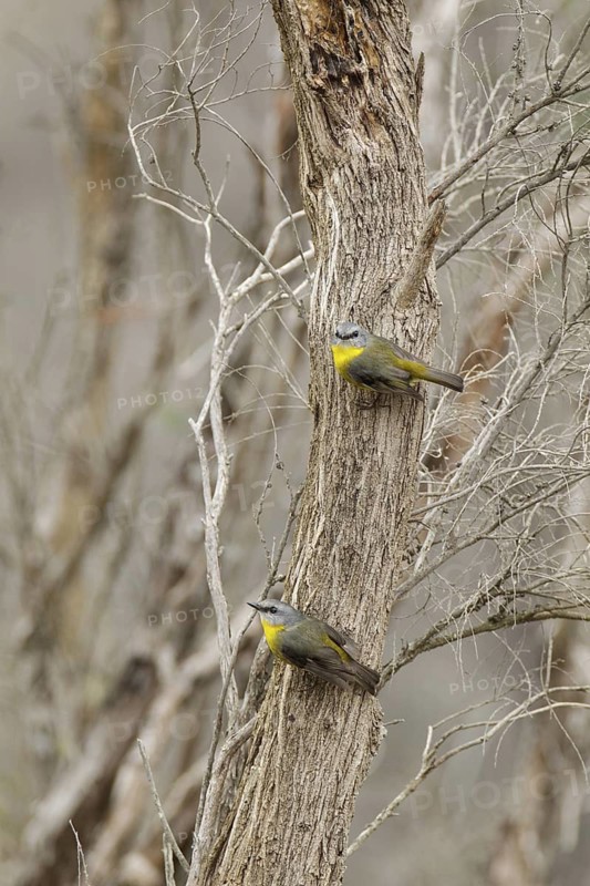 Eastern Yellow Robin (Eopsaltria australis), Victoria, Australia