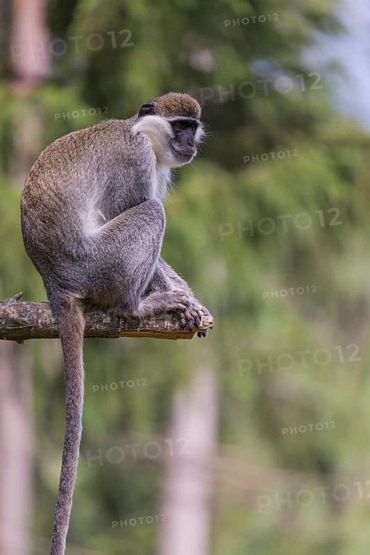 One grivet (Chlorocebus aethiops) sitting on the branch of a tree. Green vegetation in the background