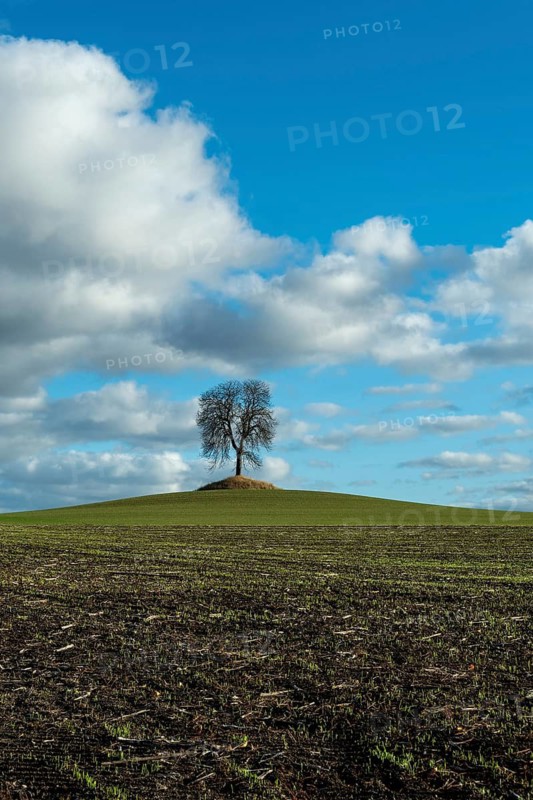 Tree isolated in a field in Autumn, Auvergne, France