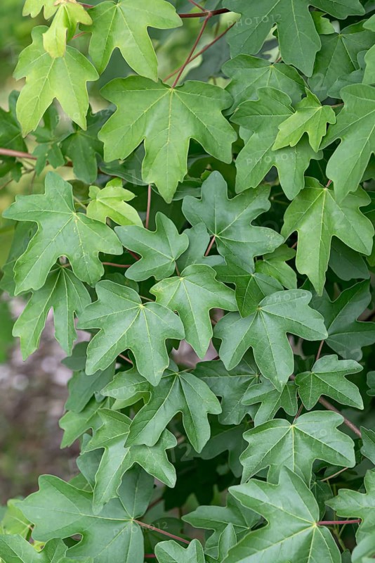 Field maple (Acer campestre), Germany