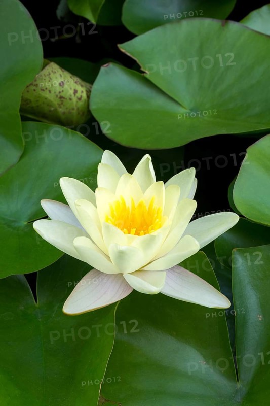 Water lily, white (Nymphaea alba), Baden-Württemberg, Germany