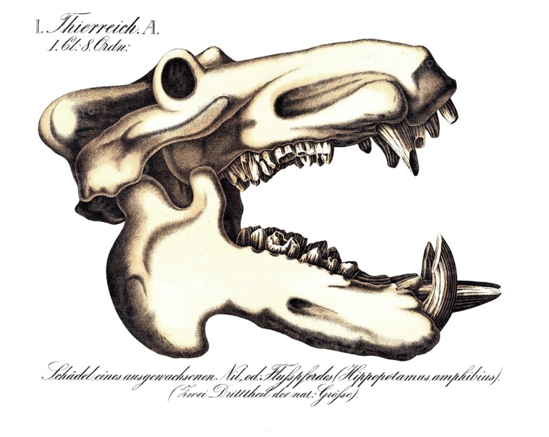 Anatomy, animal kingdom, skull of a mature hippo, Hippopotamus amphibius, reproduction of a historical school painting, mural or teaching board, authentic, exact date unknown