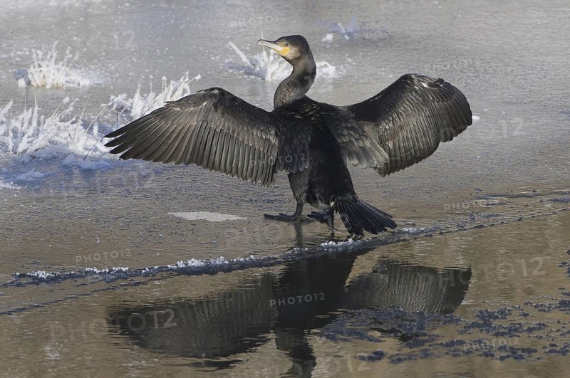 Great Cormorant (Phalacrocorax carbo), Saxony, Germany