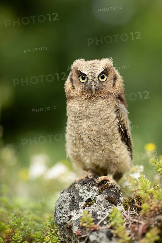Tropical Screech Owl (Megascops choliba) captive, juvenile, Germany