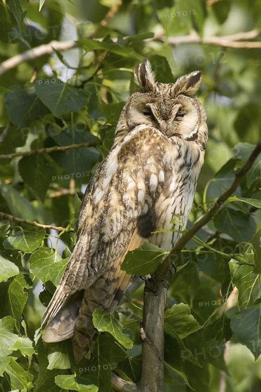 Long-eared Owl (Asio otus), Lake Neusiedl, Austria
