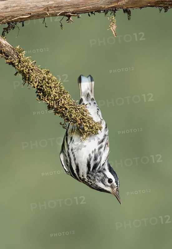 Black-and-white Warbler (Mniotilta varia) perched on a mossy branch, Texas, USA