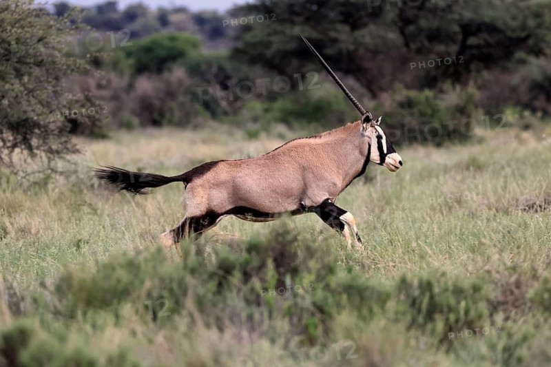 Oryx gazella, South African spikebuck, adult, running, foraging, Mokala National Park, Northern Cape, South Africa