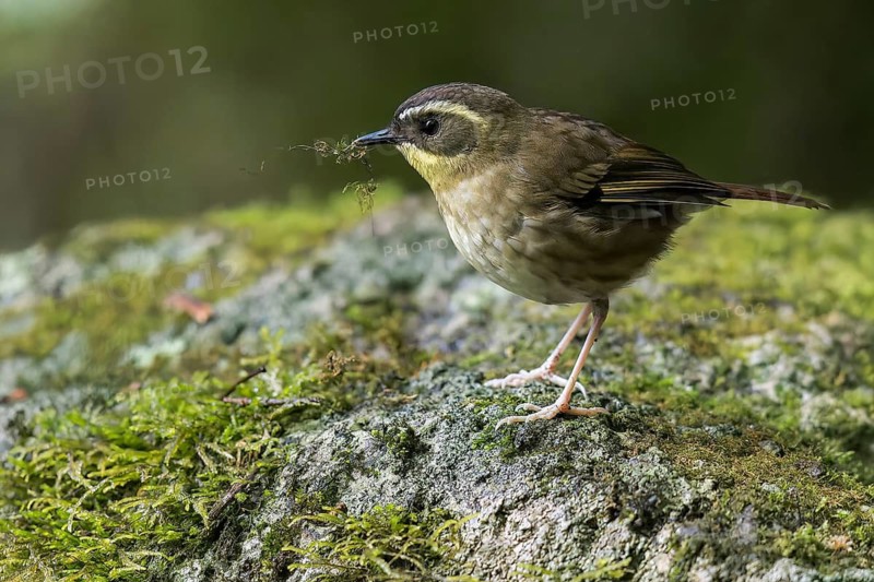 Yellow-throated Scrubwren (Neosericornis citreogularis) perched on a rock in eastern Australia