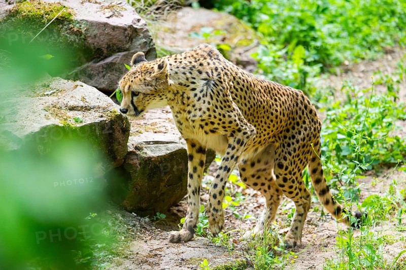 Cheetah (Acinonyx jubatus) walking around on the ground, Germany