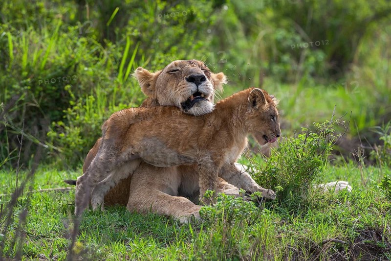 Lioness (Panthera leo) motherly love, South Africa