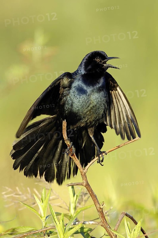 Boat-tailed Grackle (Quiscalus major) male singing, Texas, USA