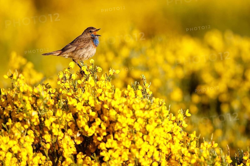 Bluethroat (Luscinia svecica cyanecula) male singing, Castile, Spain