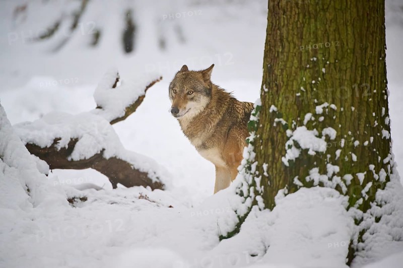 A lone wolf peering around a tree surrounded by a wintery snowy landscape, Winter, Wolf (Canis lupus), Germany