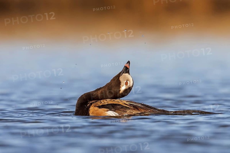 Long-tailed Duck (Clangula hyemalis) in a pond in the tundra near Churchill, Manitoba, Canada
