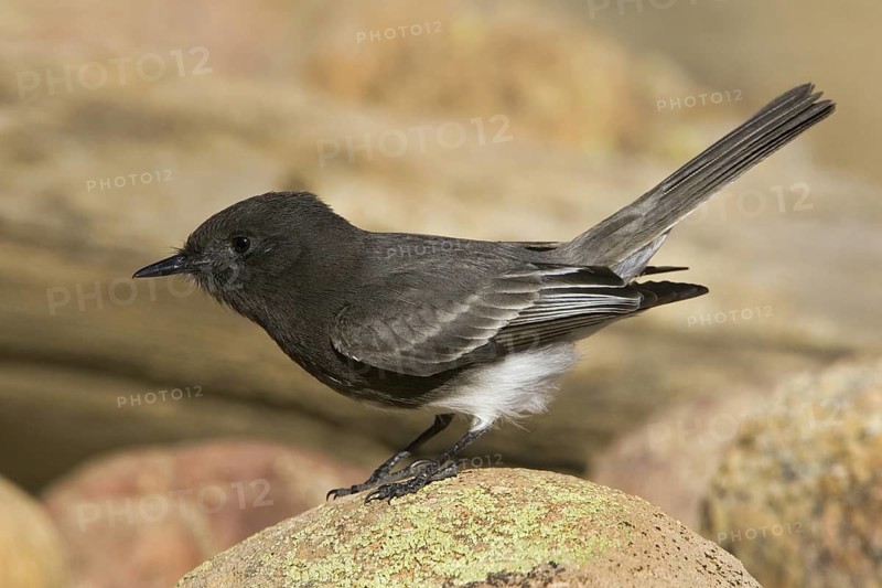 Black Phoebe (Sayornis nigricans), Arizona, USA