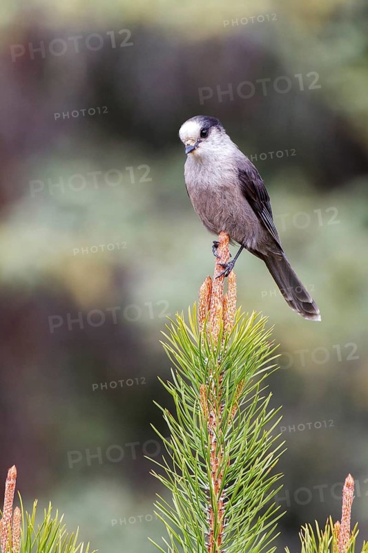 Grey Jay (Perisoreus canadensis), Alberta, Canada