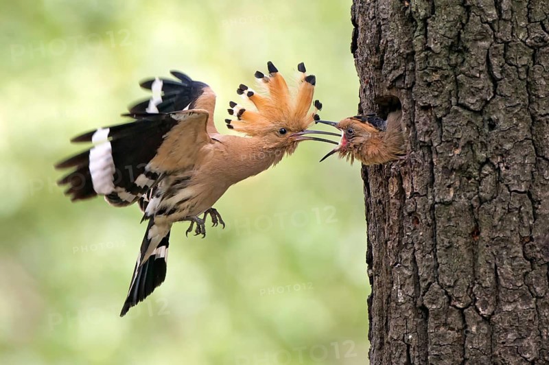 Eurasian Hoopoe (Upupa epops) feeding juvenile in breeding cavity, Saxony, Germany