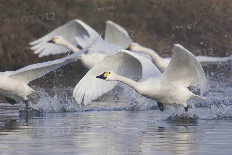 Tundra Swan (Cygnus columbianus bewickii), Netherlands