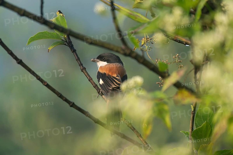 A long-tailed shrike or rufous-backed shrike (Lanius schach) sits on a tree branch, Sreepur, Gazipur, Bangladesh