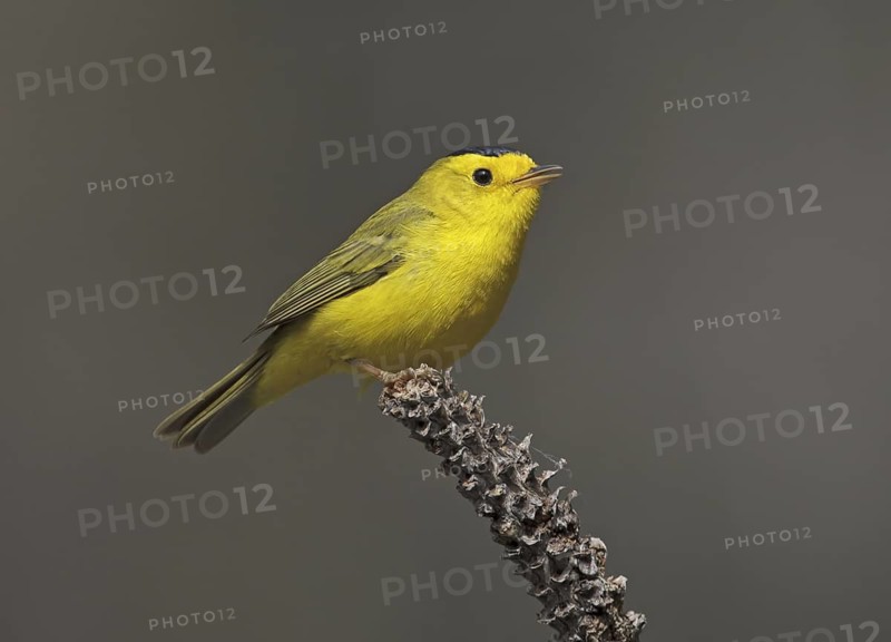 Wilson's Warbler (Cardellina pusilla) male, California, USA