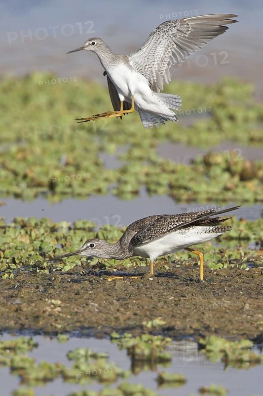 Lesser Yellowlegs (Tringa flavipes) in a wetland in Bolivia, South America