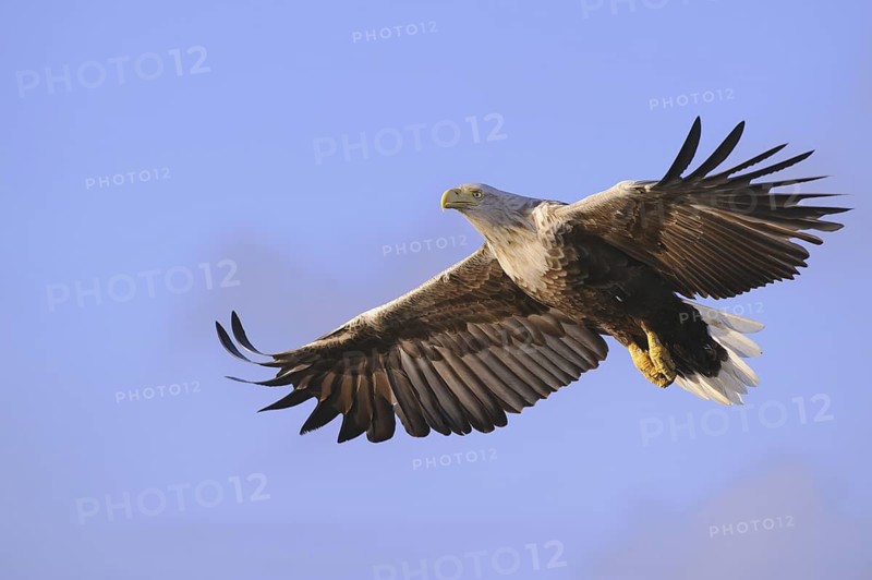 White-tailed Eagle (Haliaeetus albicilla) flying, Nord-Trondelag, Norway