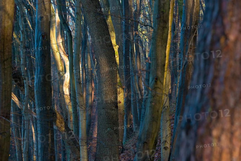 Dense forest in sunlight with mysterious, bluish shadows, constricting atmosphere, weak light, silence, landscape, mood, lights, trees, nature, symbol strayed, running, distress, fear, uncertainty, view obstructed, no view, not seeing the forest in front of the trees, confusion, narrowness, pathless, tall trees, curved, twisted and straight trunks, mixed forest, cool and warm colors, nature, natural forest, nature reserve, FFH area Ilmenau, Lüneburg, Lower Saxony, Germany