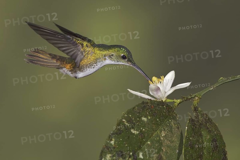 Andean Emerald (Amazilia franciae), Ecuador