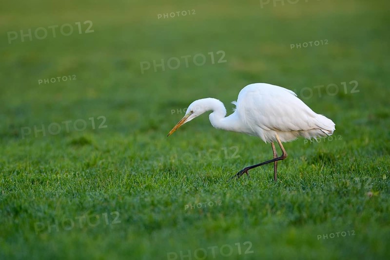 Silberreiher (Casmerodius albus), Great white egret, Altvogel auf Nahrungssuche, Dezember, NSG Dingdener Heide, Nordrhein-Westfalen, Deutschland