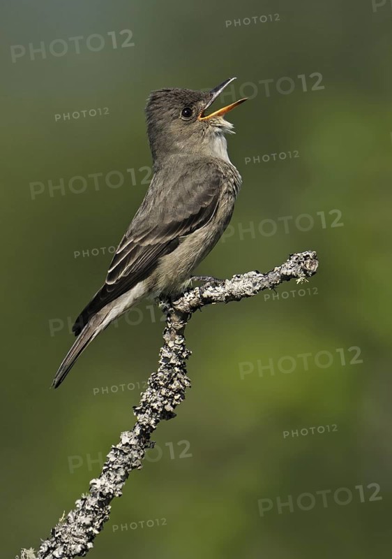 Olive-sided Flycatcher (Contopus cooperi) singing, British Columbia, Canada