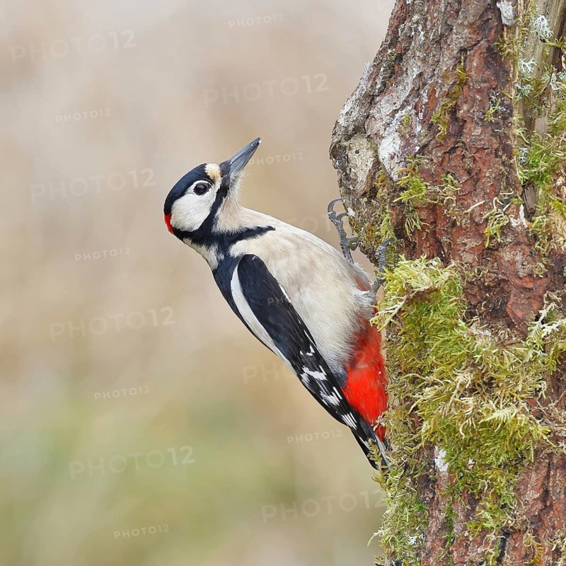 Great spotted woodpecker (Dendrocopos major) male, sitting on a tree trunk, North Rhine-Westphalia, Germany