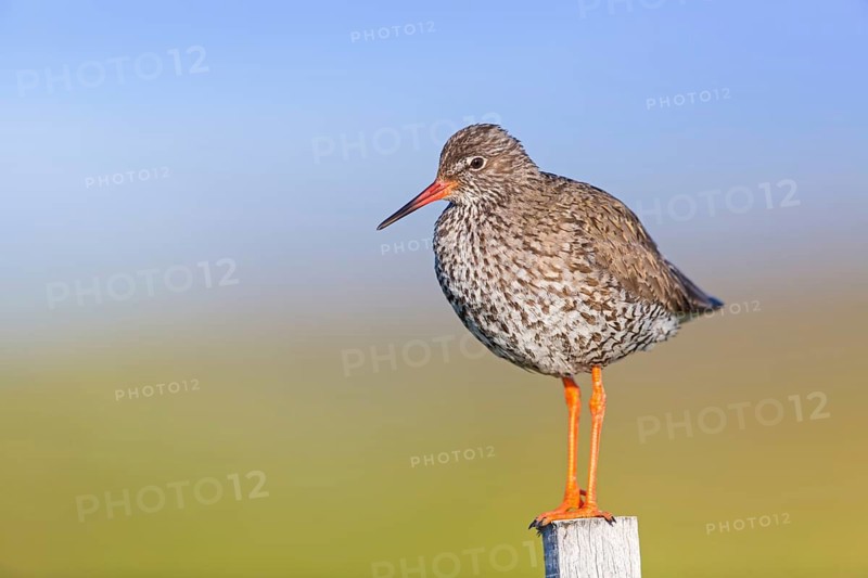 Redshank, (Tringa totanus), Animals, Birds, Limicoles, Snipe family, Snipe, Knappavellir, Austurland, Iceland