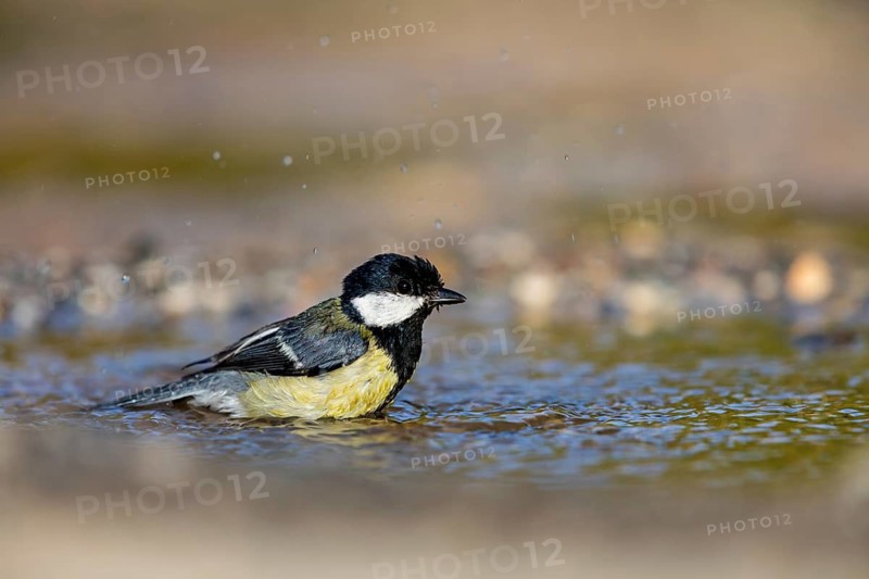 A Great Tit, (Parus major), takes a bath, Animals, Birds, Songbirds Lesvos, Greece
