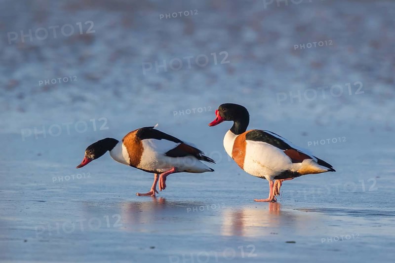 Common Shelduck (Tadorna tadorna), Netherlands