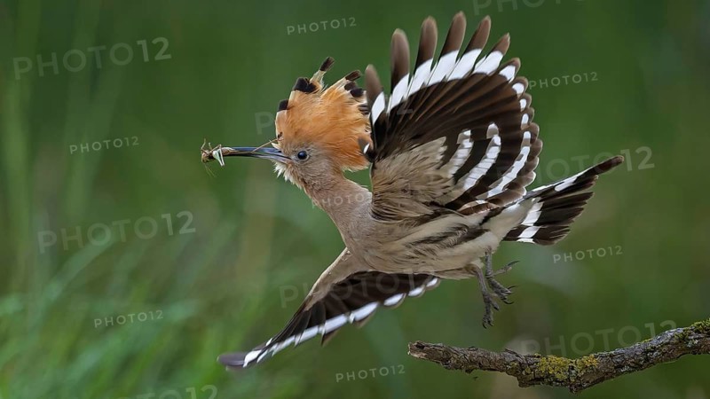 Hoopoe (Upupa epops) Bird of the Year 2022, with grasshopper as prey, take-off, flying, bridal gift, prey, foraging, interaction, landing on branch, erected canopy, sunrise, interaction, food transfer, climate change, Middle Elbe Biosphere Reserve, Saxony-Anhalt, Germany