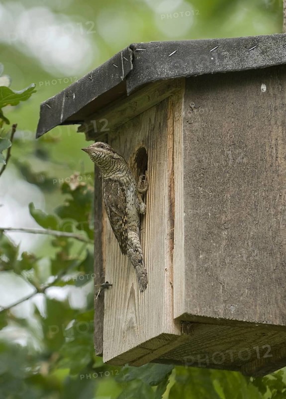 Eurasian Wryneck (Jynx torquilla), Saxony, Germany
