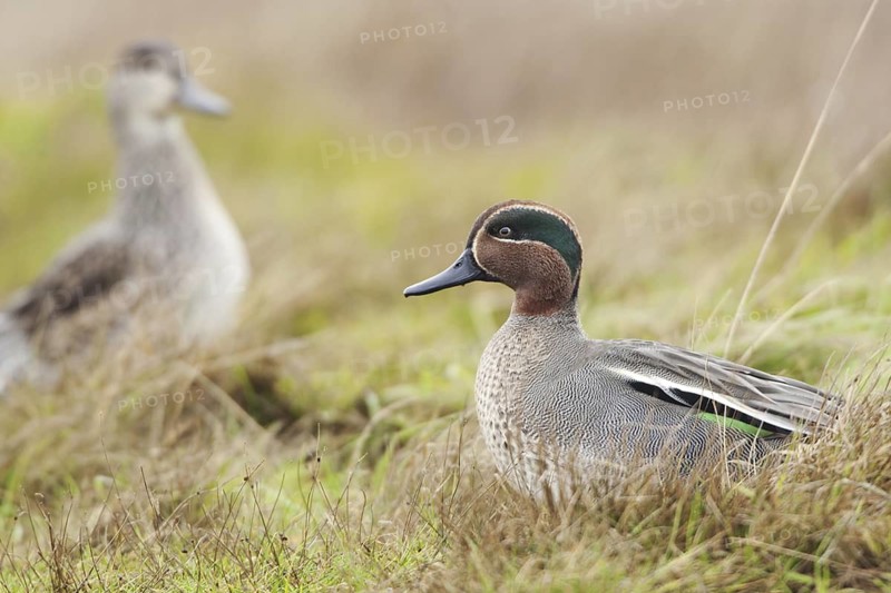 Eurasian Teal (Anas crecca) male, Norkolk, United Kingdom