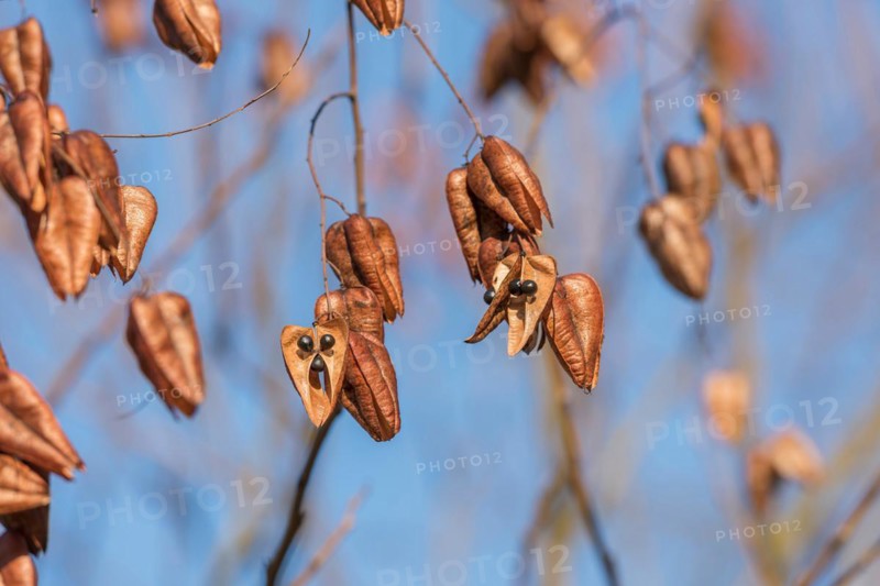 Goldenrain tree (Koelreuteria paniculata), Cambridge Botanical Garden, Germany