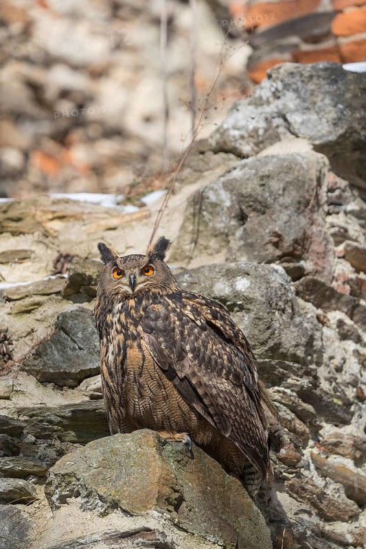 One Eurasian Eagle Owl, Bubo bubo, perched on the walls of a ruin of a monastery
