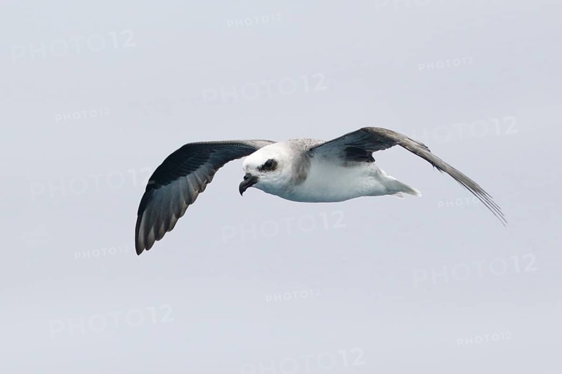 White-headed Petrel (Pterodroma lessonii) flying, Victoria, Australia