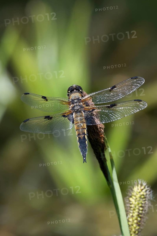 Four-spotted dragonfly (Libellula quadrimaculata) on the perch, North Rhine-Westphalia, Germany